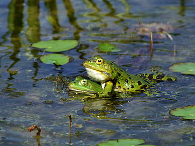 two green frog on water surrounded by lily pads during daytime