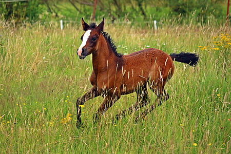 short-coated brown horse running in green grass photography