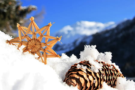 shallow focus photography of pine cone on snow during daytime
