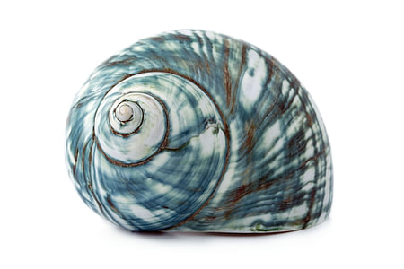 photo of white and green shell