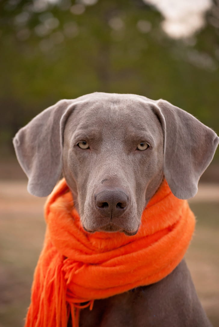 selective focus photography of adult blue Weimaraner with orange scarf