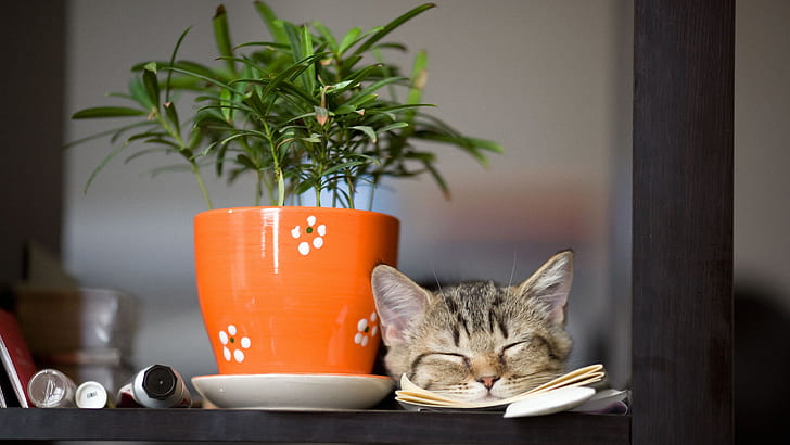 silver tabby cat sleeping beside green potted plant