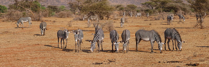 herd of zebras on barren field