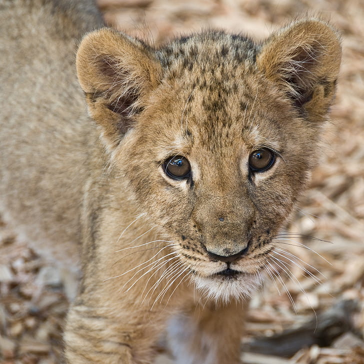 brown Lion cub