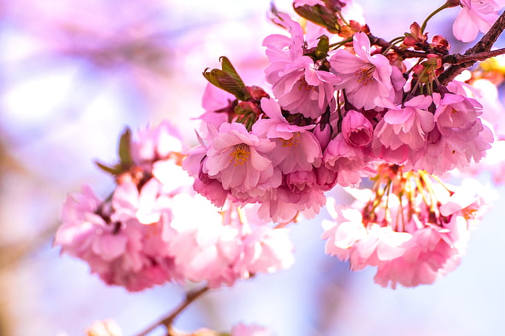 shallow focus photography of cherry blossoms