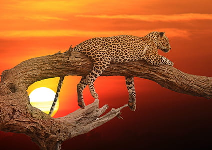 leopard on tree trunk during sunset