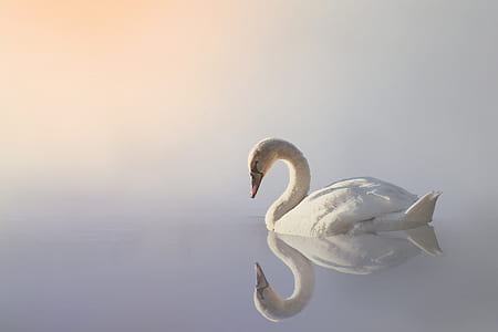 white swan photography during daytime