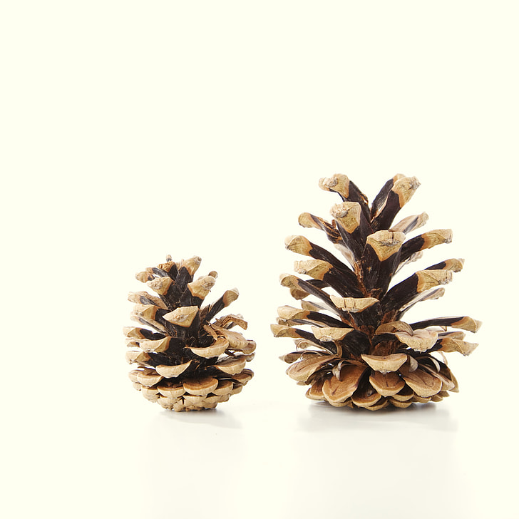 two brown pine cones decor