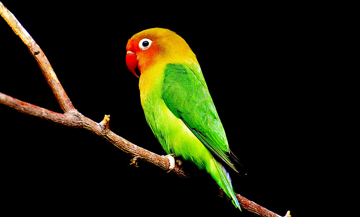 green and red parakeet fetching on tree