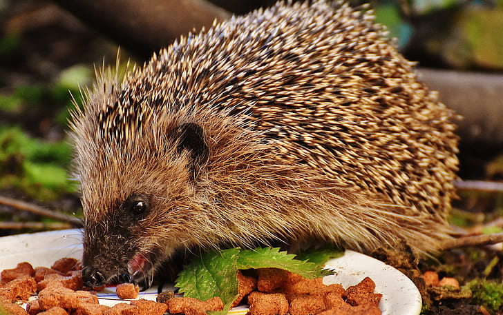 hedgehog eat cook food close up photography