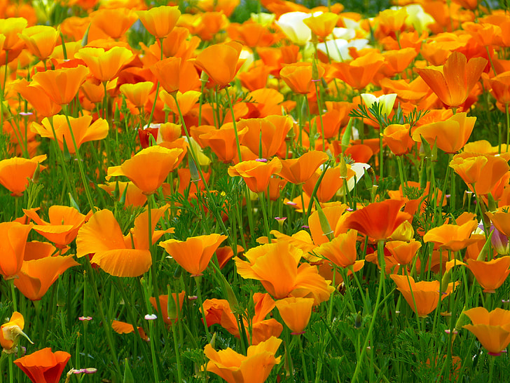 bed of orange flowers