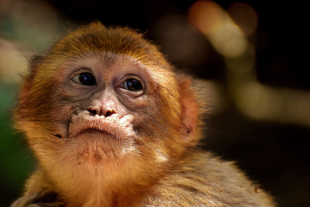 brown monkey in close-up photo