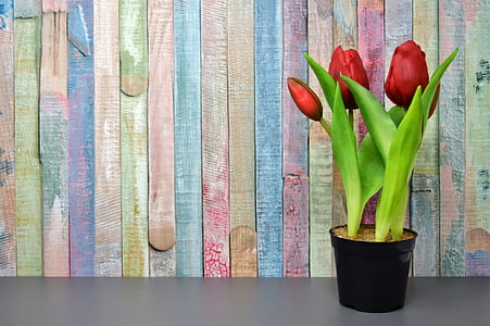 red tulips on black pot