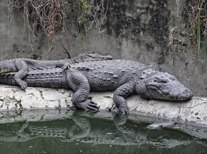 black alligator beside body of water during daytime