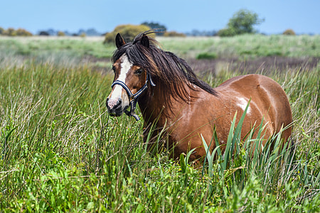 brown horse standing between green grass field during daytime
