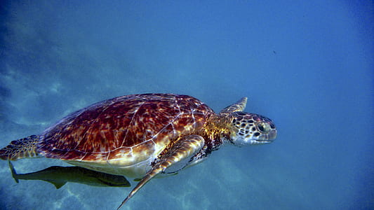 brown and gray turtle