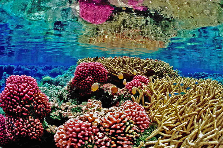 underwater photography of corals