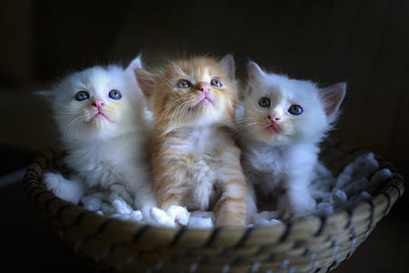 three brown and white kittens on basket