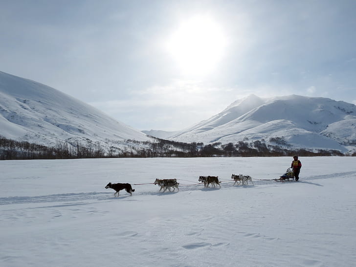 person riding sled pulled by dogs