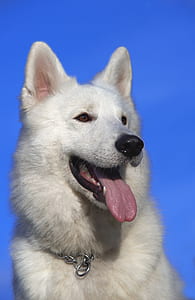 White Long Coat Medium Dog
