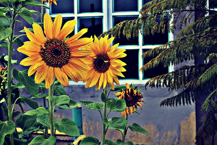 Photo of Three Sunflowers Near Window