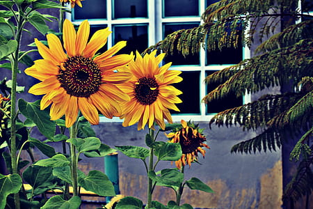 Photo of Three Sunflowers Near Window