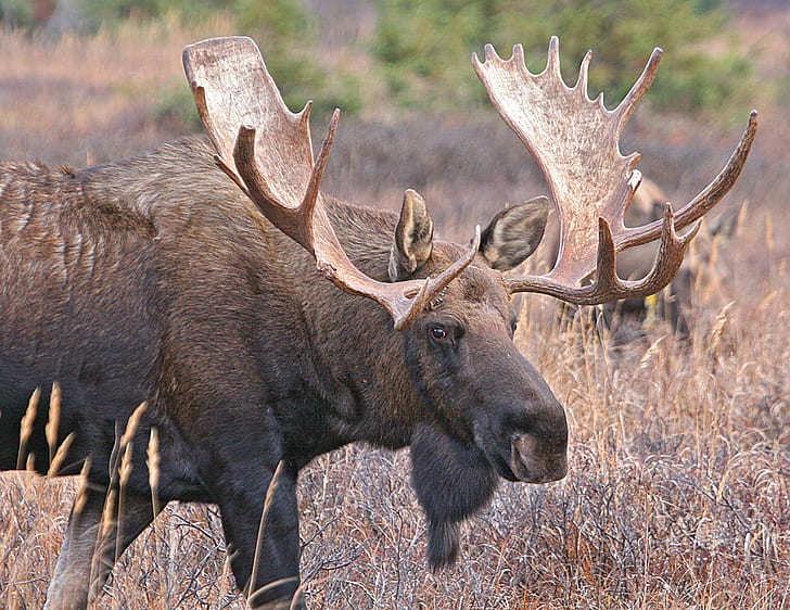 black moose standing on brown grass during daytime