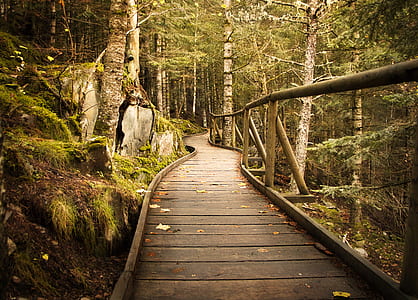 brown wooden bridge near forest