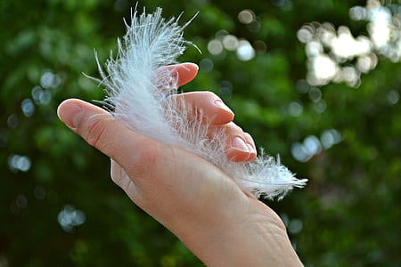 person holding white feather