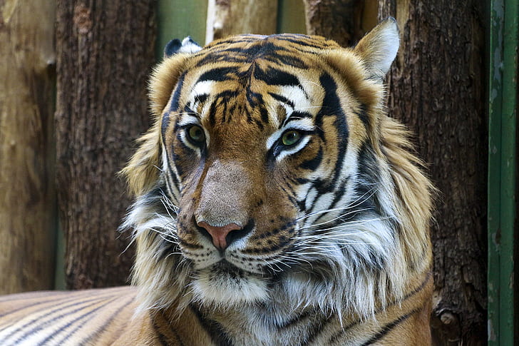 Animal Photography of Orange and Reddish Tiger