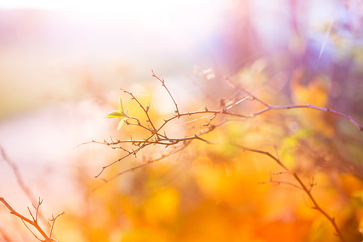 Abstract Colors of Autumn