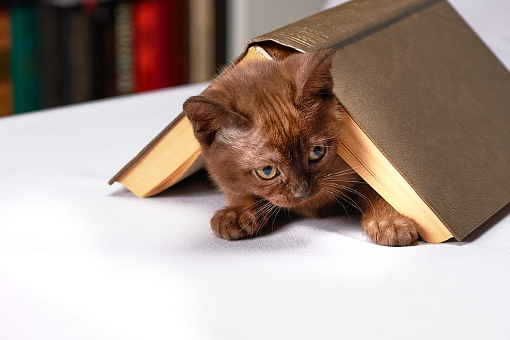 brown kitten and brown soft-bound book