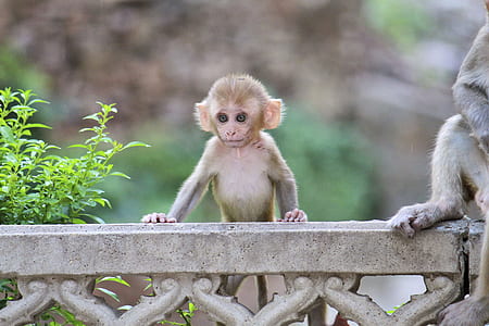 gray and brown monkey on concrete rail