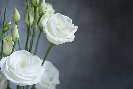 white lisianthus in bloom close-up photo
