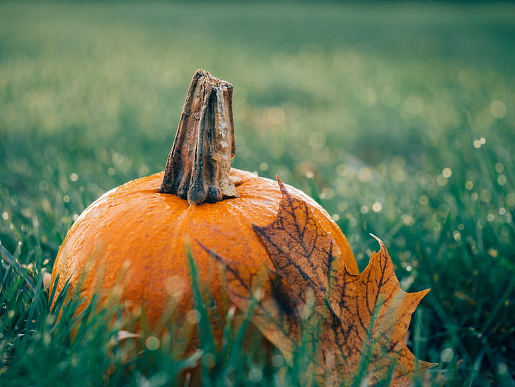 shallow focus photography of pumpkin