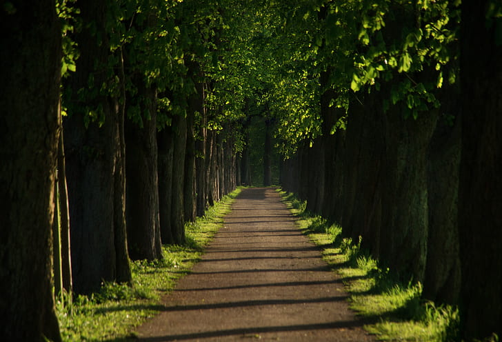 forest walkway during daytime