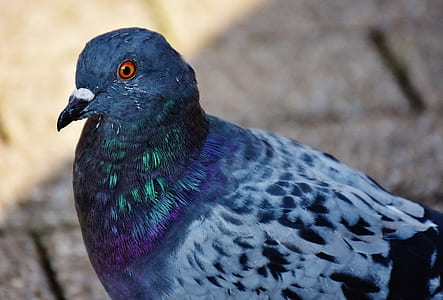 close-up photography of rock pigeon
