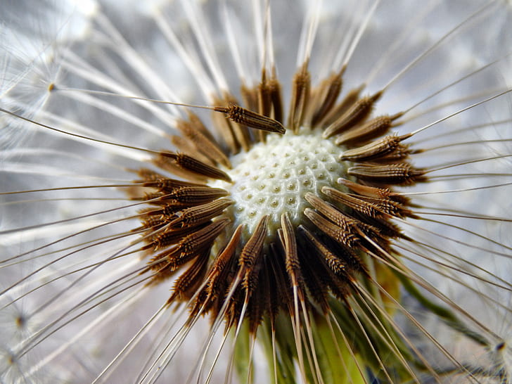 shallow focus photography white and brown dandelion flower