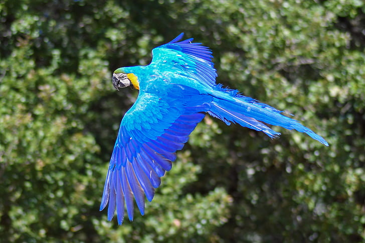 selective focus photography of soaring blue macaw