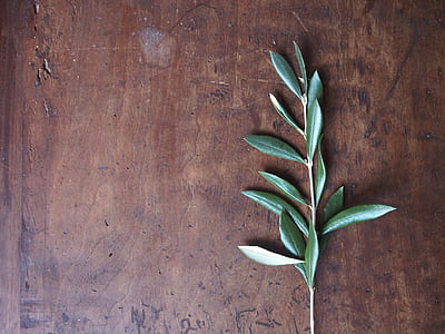 green leaf herb