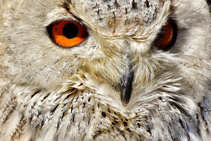 close up photo of beige owl