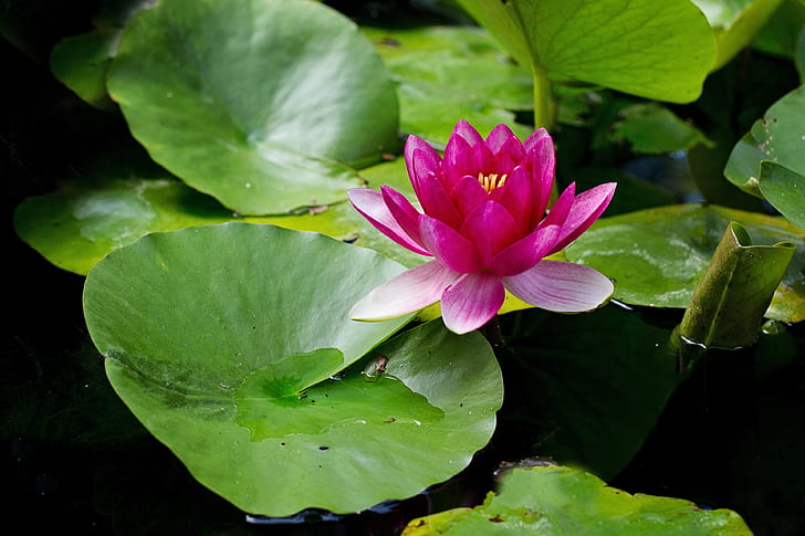 pink waterlily in bloom at daytime