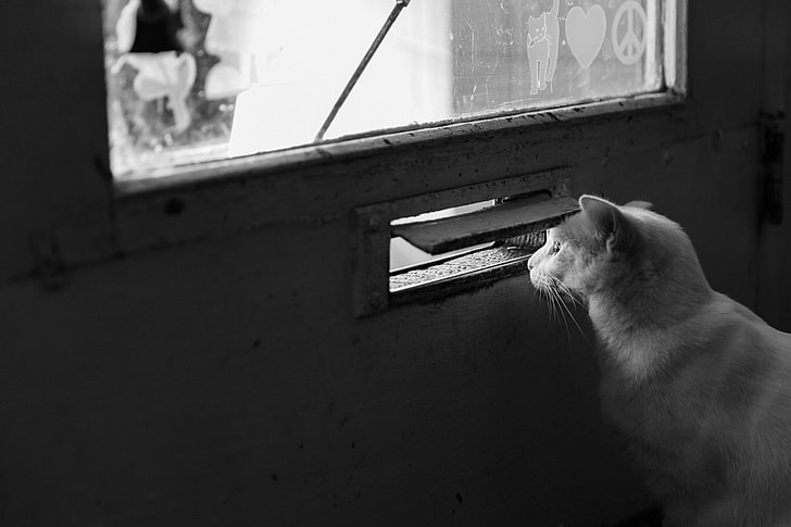 grayscale photo of fur cat near wood-framed glass door