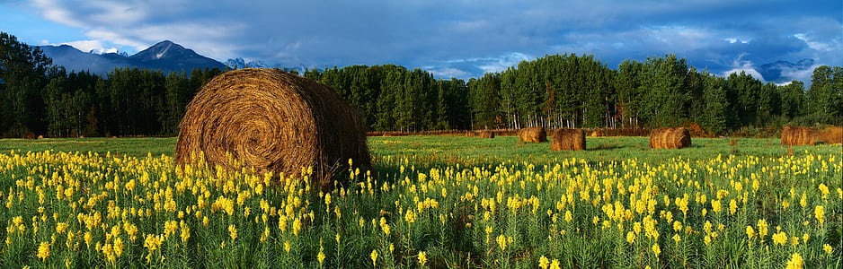 yellow flower field and hay rolls on a field at daytime