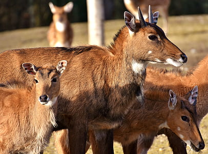 three brown animals on brown grass field
