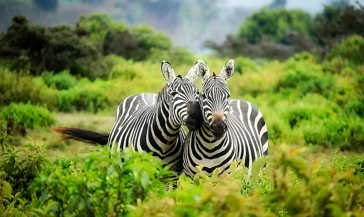 two zebras selected photography