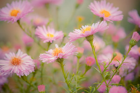 pink flowers in macro photography