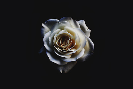 photo of white rose