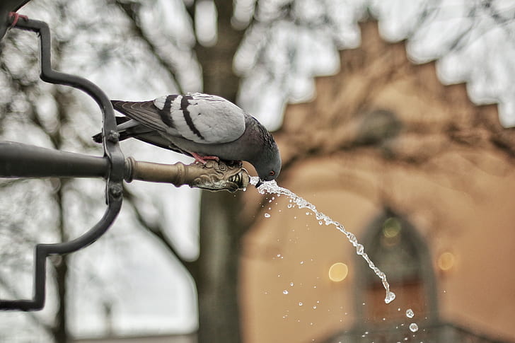 A Close Up Photograph of a Grey and Black Bird Drinking a Water