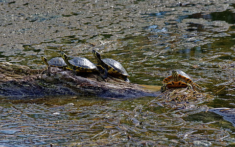 Turtles on Brown Rock Near Body of Water